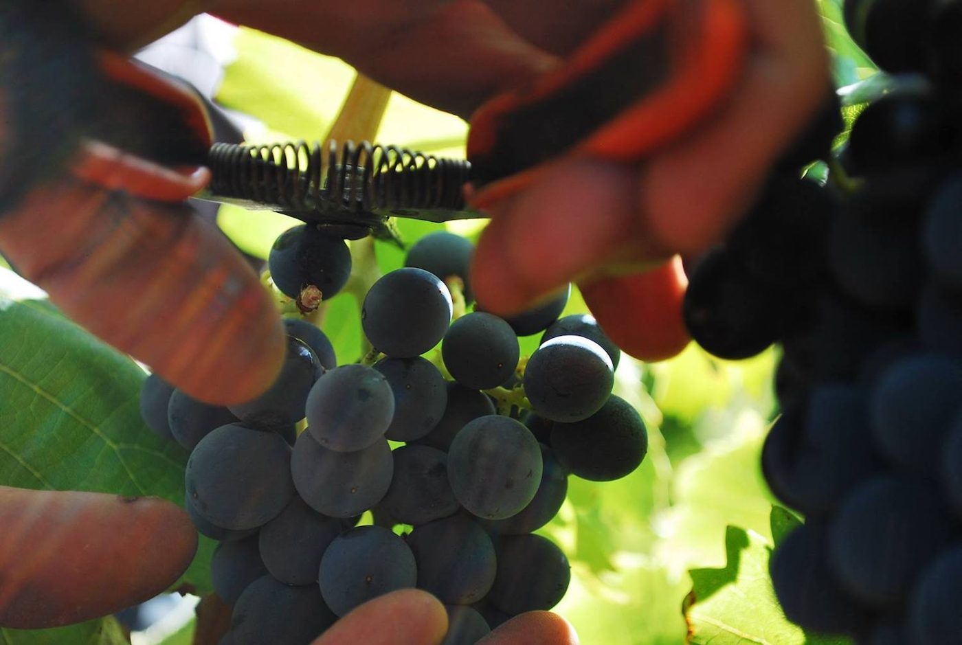 Au Château Revelette, une grappe est récoltée au sécateur.