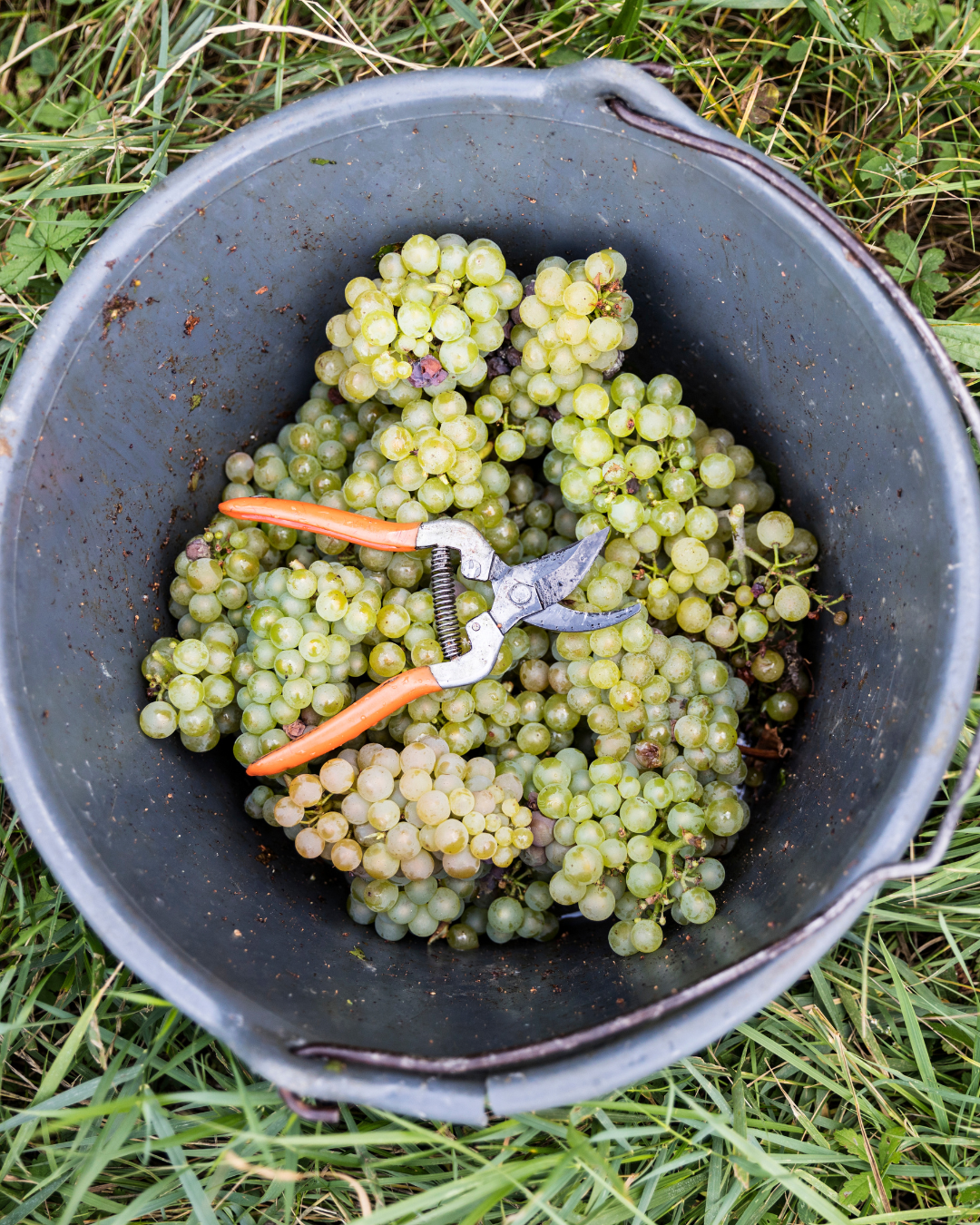 Vendange et attachement au terroir