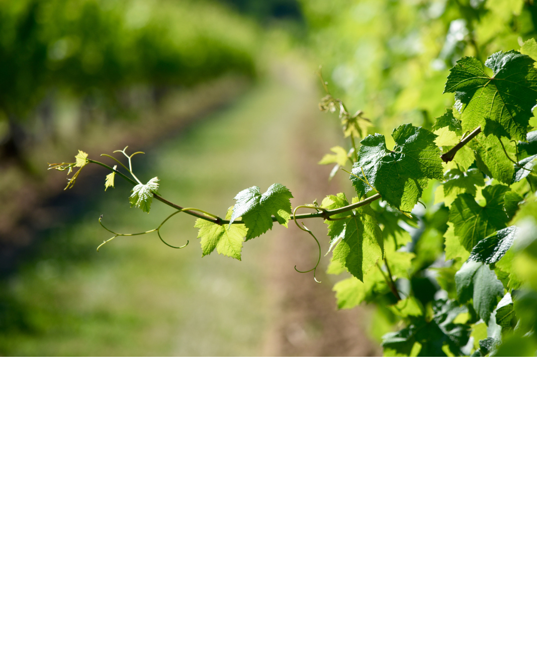 Jeunes feuilles de vigne, symbole d’adaptation et de renouvellement