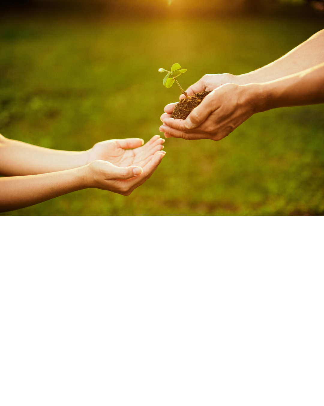 Transmission d’une jeune plante, symbole d’un projet pour l’avenir