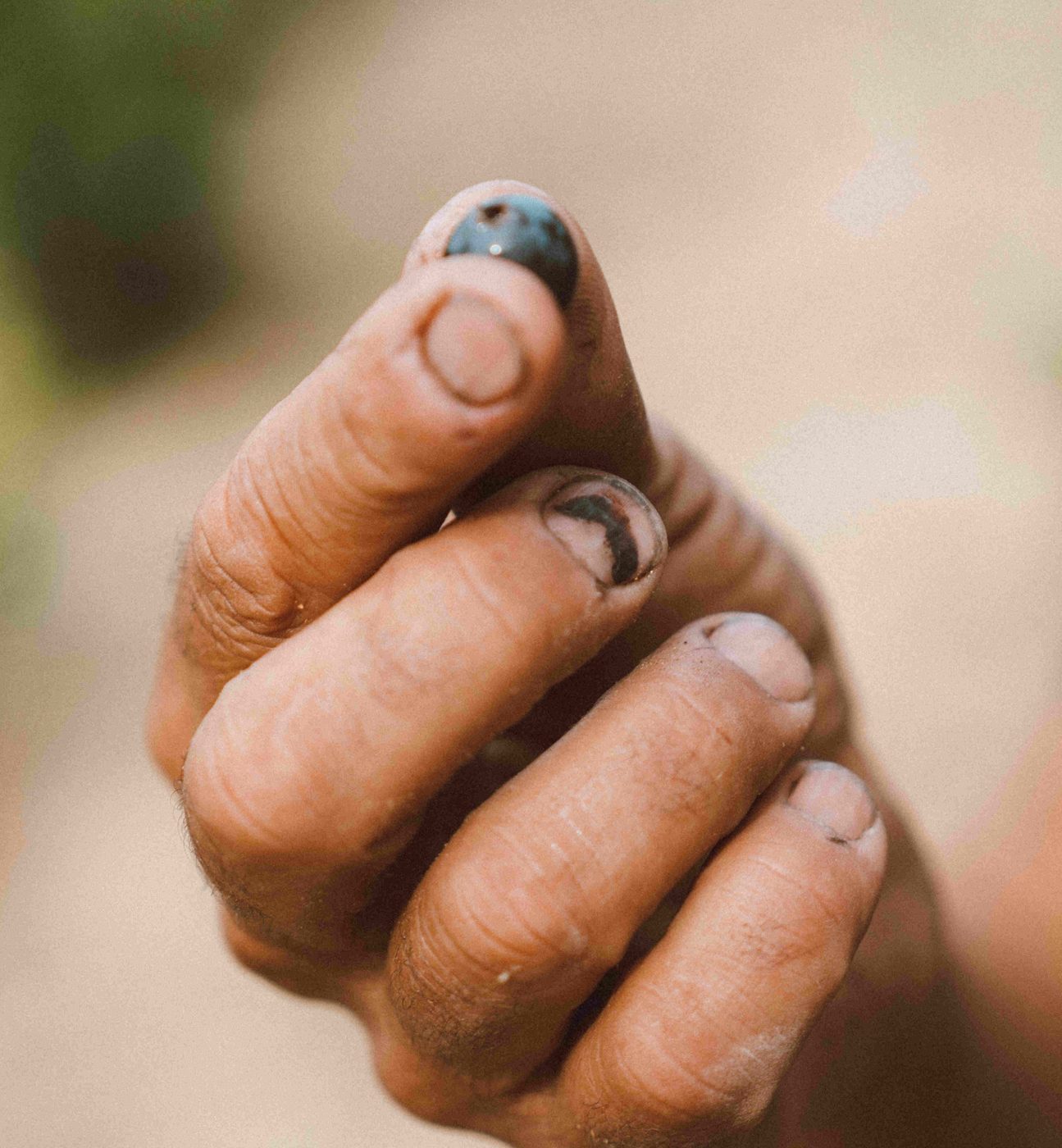 Une main tient un grain de raisin au Château de Calavon.
